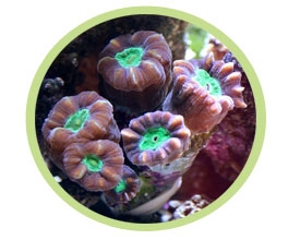 叉枝干星珊瑚