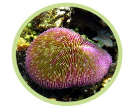飞盘珊瑚