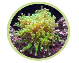 蛙卵珊瑚