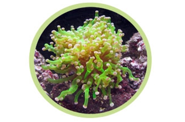 蛙卵珊瑚