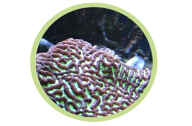 扁脑珊瑚