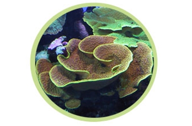 蔷薇珊瑚