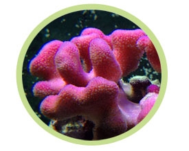 萼柱珊瑚