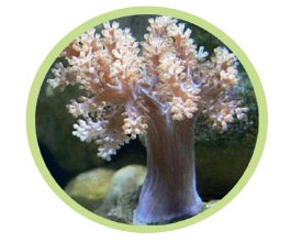 树珊瑚